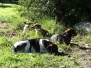 zwerfhonden in athene